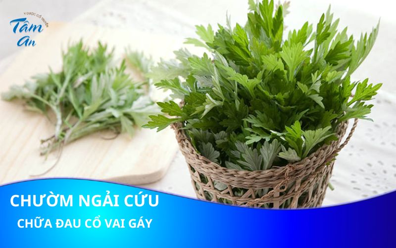 3 Cách chườm ngải cứu chữa đau vai gáy chớ bỏ qua - Hình 1