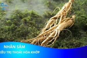 Nhân sâm hỗ trợ điều trị thoái hóa khớp hiệu quả