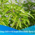 Cây đinh lăng chữa rối loạn tiền đình được không?