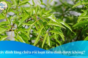 Cây đinh lăng chữa rối loạn tiền đình được không?